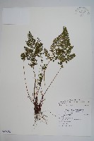 闊片鱗始蕨、錢氏鱗始蕨藏品圖，第1張