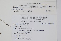 闊片鱗始蕨、錢氏鱗始蕨藏品圖，第2張