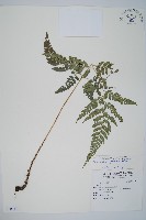 小葉複葉耳蕨藏品圖，第1張