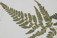 小葉複葉耳蕨藏品圖，第3張