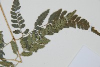 小葉複葉耳蕨藏品圖，第4張