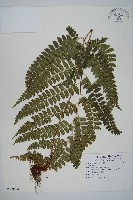 斜方複葉耳蕨藏品圖，第1張