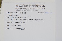 斜方複葉耳蕨藏品圖，第2張