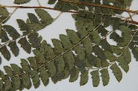 斜方複葉耳蕨藏品圖，第3張