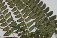 斜方複葉耳蕨藏品圖，第4張