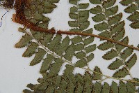 斜方複葉耳蕨藏品圖，第5張