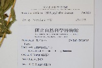 傅氏鳳尾蕨藏品圖，第2張