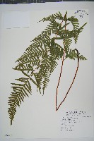 天草鳳尾蕨藏品圖，第1張