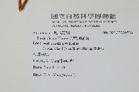 天草鳳尾蕨藏品圖，第2張