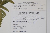 大葉毛蕨藏品圖，第2張