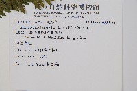 團羽鱗蓋蕨藏品圖，第2張