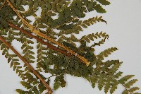 團羽鱗蓋蕨藏品圖，第3張