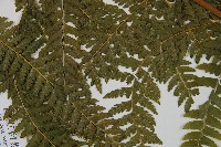 團羽鱗蓋蕨藏品圖，第4張