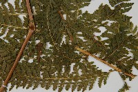 團羽鱗蓋蕨藏品圖，第5張