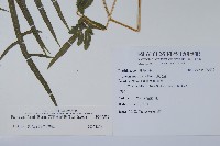 箭葉鳳尾蕨藏品圖，第2張