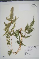 天草鳳尾蕨藏品圖，第1張