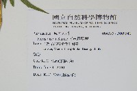 天草鳳尾蕨藏品圖，第2張