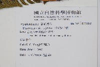 南海鱗毛蕨藏品圖，第2張