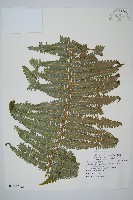 裏白藏品圖，第1張