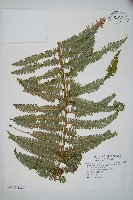 裏白藏品圖，第3張