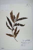 波氏星蕨藏品圖，第1張