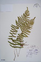 虎克氏鱗蓋蕨藏品圖，第1張