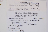 虎克氏鱗蓋蕨藏品圖，第2張