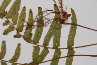 虎克氏鱗蓋蕨藏品圖，第3張