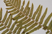 虎克氏鱗蓋蕨藏品圖，第4張