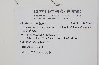 單葉雙蓋蕨藏品圖，第2張