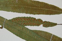 單葉雙蓋蕨藏品圖，第3張