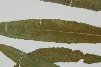 單葉雙蓋蕨藏品圖，第4張