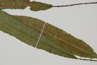 單葉雙蓋蕨藏品圖，第5張