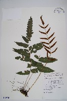 海南實蕨藏品圖，第1張