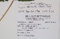 海南實蕨藏品圖，第2張