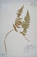 鞭葉耳蕨藏品圖，第1張