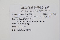 鞭葉耳蕨藏品圖，第2張