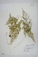 日本金粉蕨藏品圖，第1張