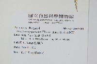 日本金粉蕨藏品圖，第2張