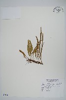 烏蘇里瓦葦藏品圖，第1張