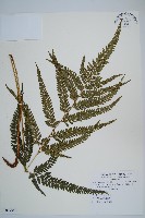 細葉複葉耳蕨藏品圖，第1張