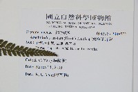 細葉複葉耳蕨藏品圖，第2張