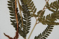 細葉複葉耳蕨藏品圖，第3張