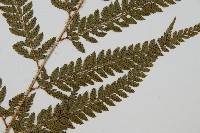 細葉複葉耳蕨藏品圖，第4張