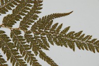 細葉複葉耳蕨藏品圖，第5張