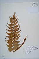 全緣貫眾蕨藏品圖，第1張