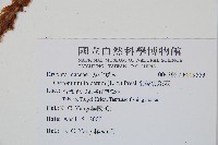 全緣貫眾蕨藏品圖，第2張