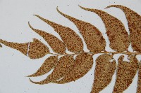 全緣貫眾蕨藏品圖，第5張