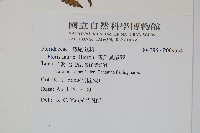 傅氏鳳尾蕨藏品圖，第2張