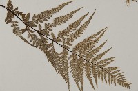 粉葉蕨藏品圖，第3張